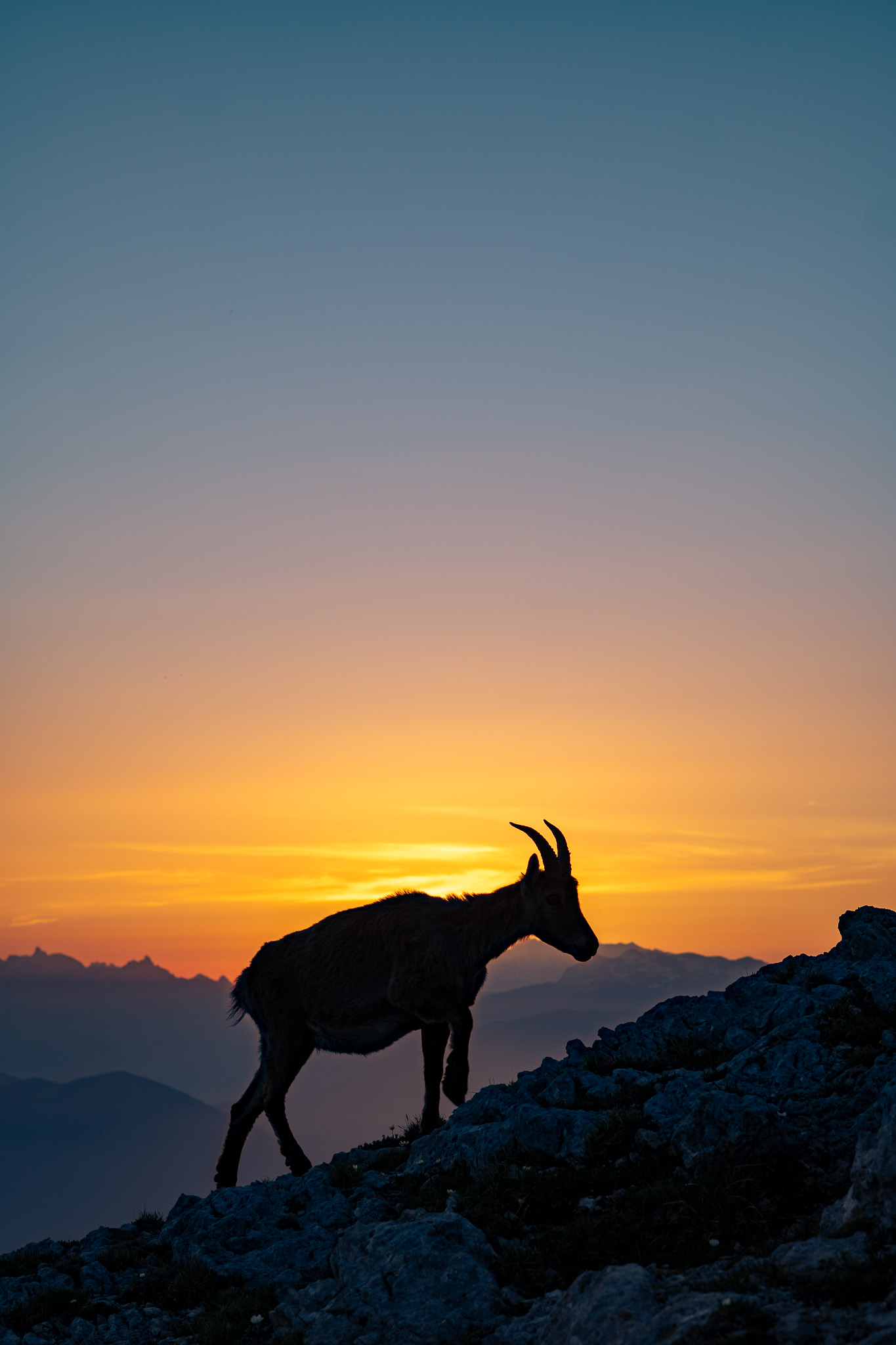 Bouquetin au coucher du soleil