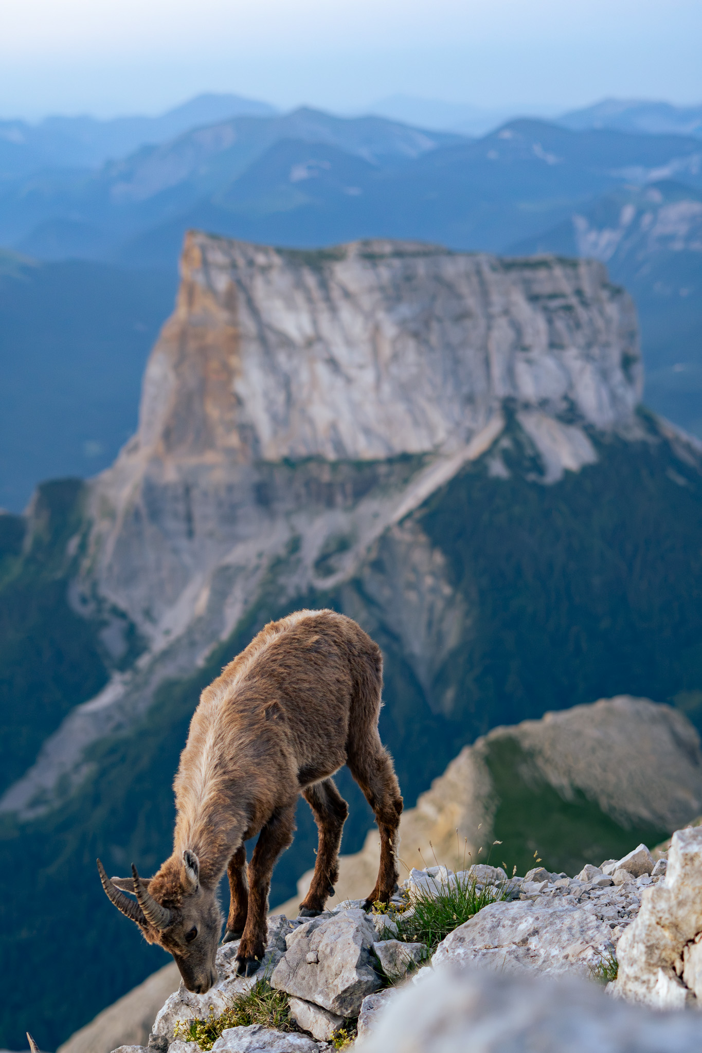 Bouquetin en montagne